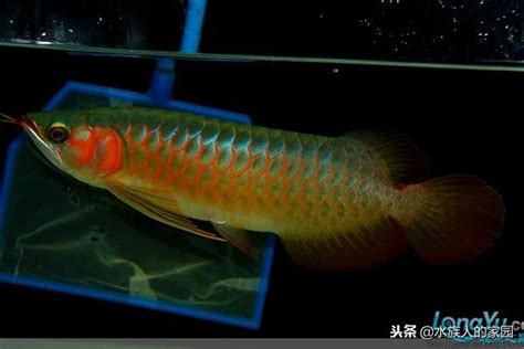 辣椒紅龍魚 2024年 方位